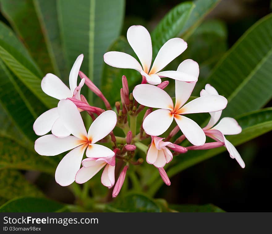 Plumeria flower