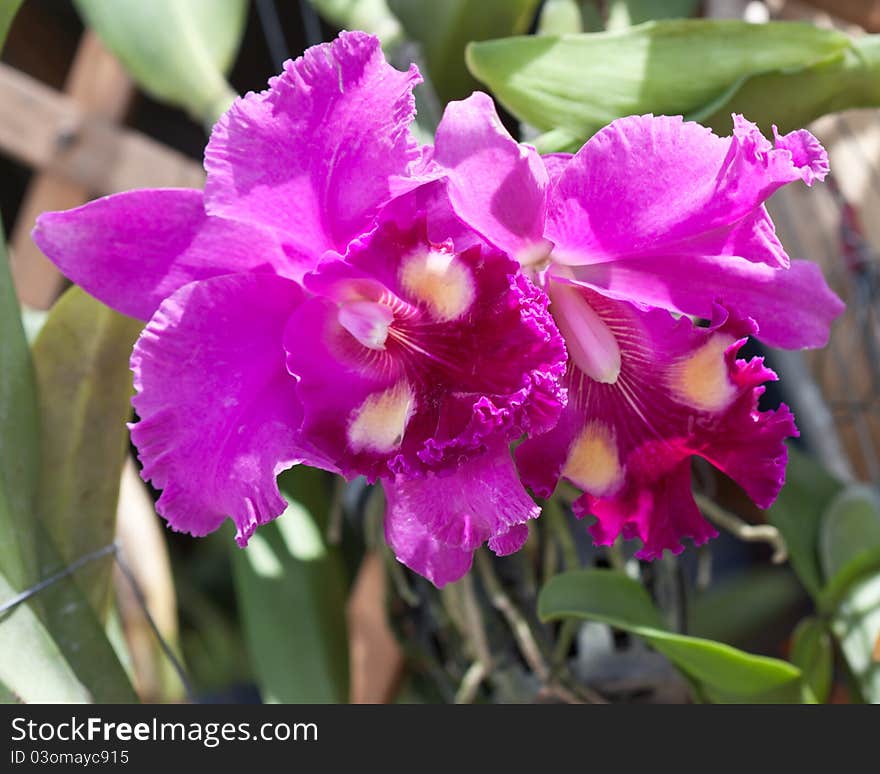 Pink orchid