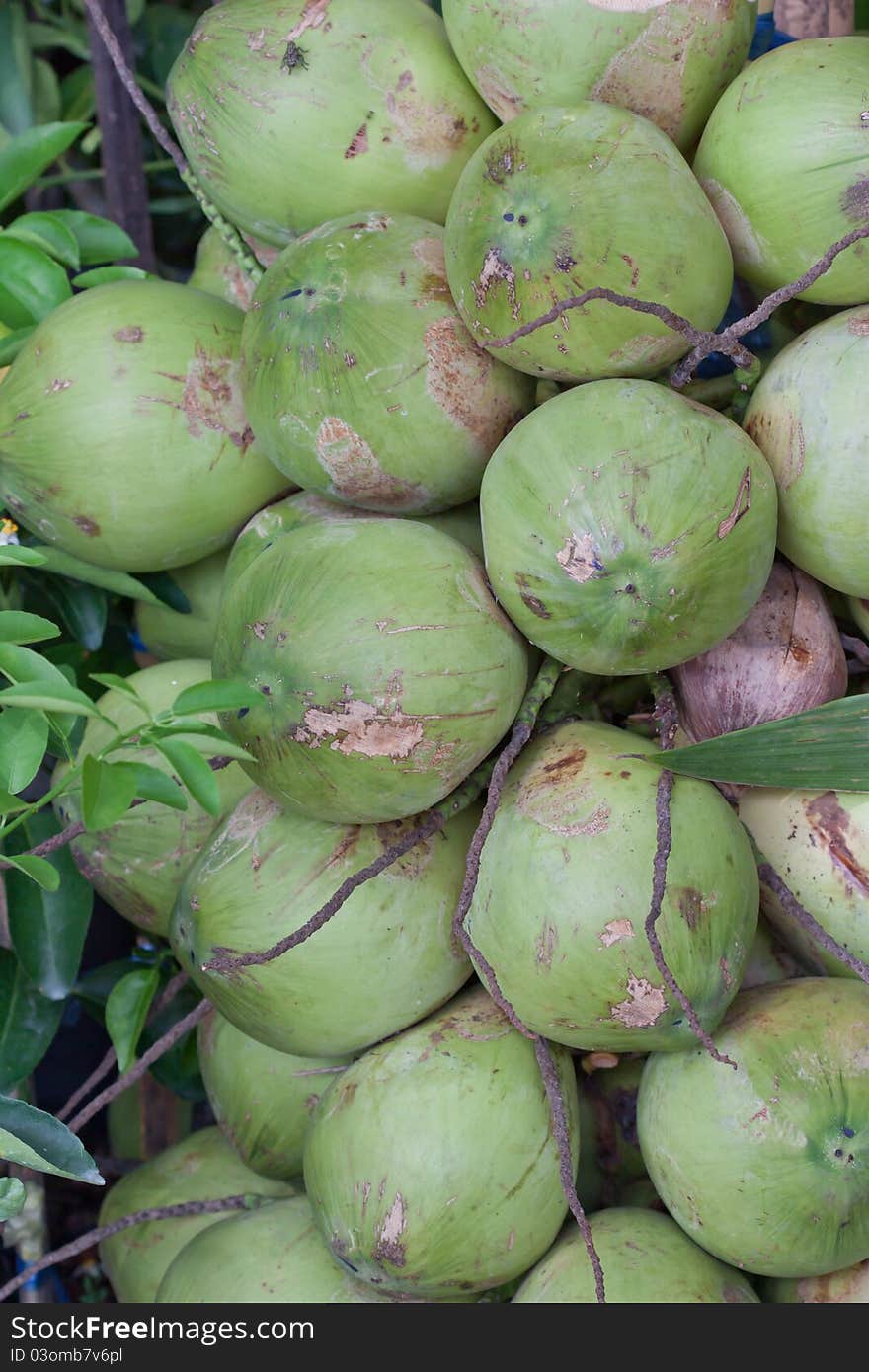 Green coconut at palm tree