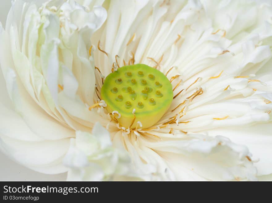 The closeup of lotus pistil