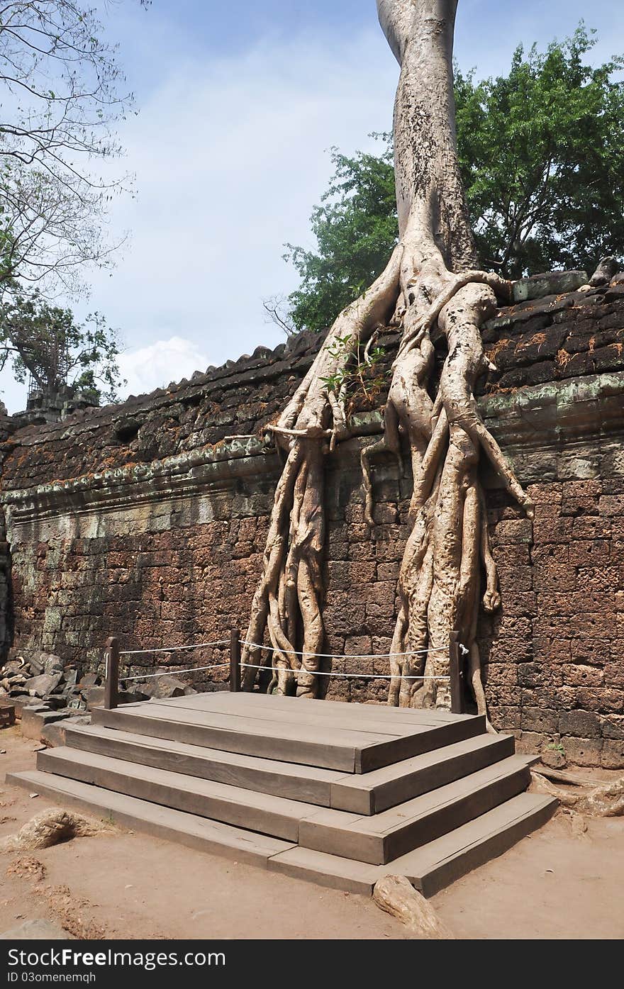 A big tree ingrown into the wall and protected by ropes. A big tree ingrown into the wall and protected by ropes.