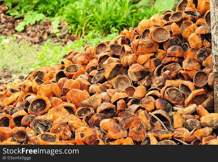 A large number of coconut shells