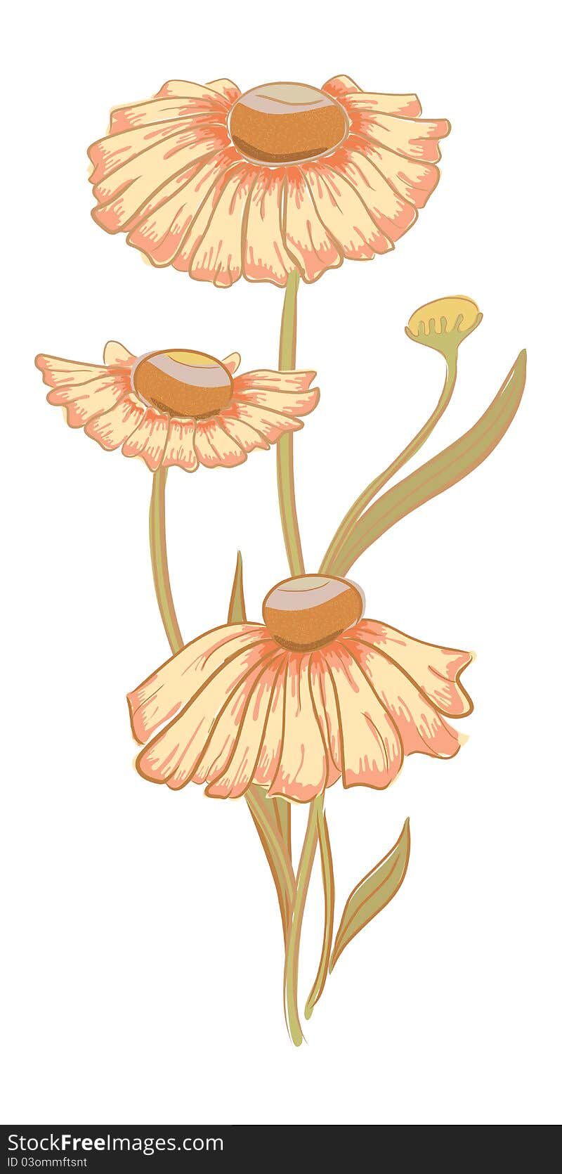 Vector hand drawn fantasy helenium and leaves. Vector hand drawn fantasy helenium and leaves.