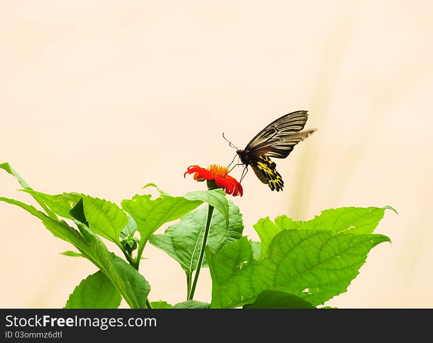 Butterfly on Cosmos flower