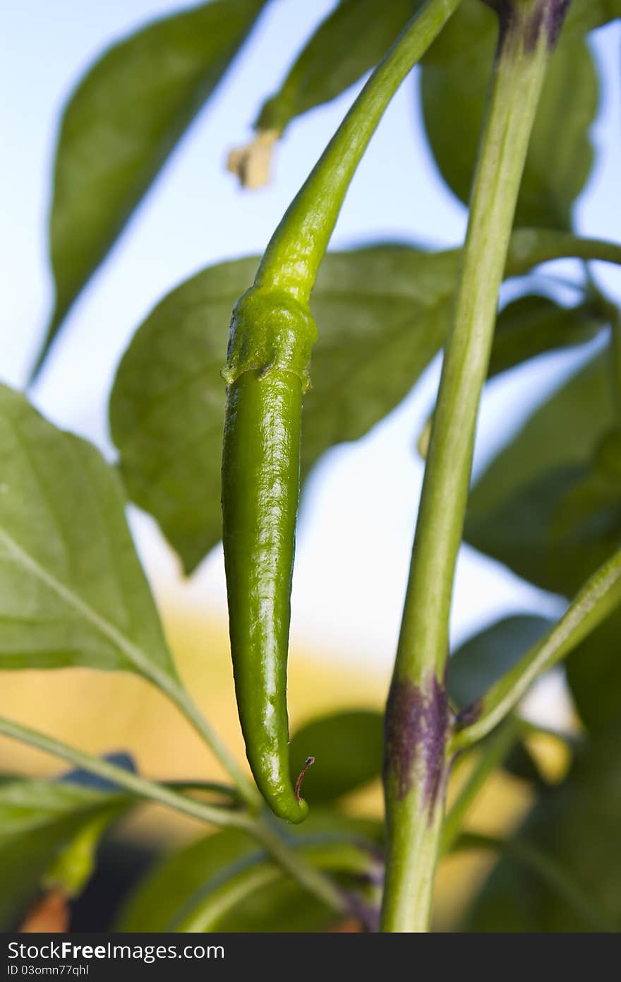 Spicey Chilli Growing On The Plant