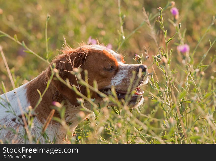 Hunt Dog