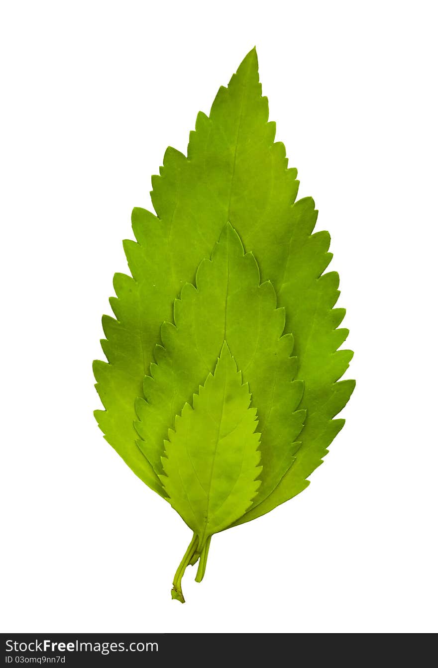 Leaves