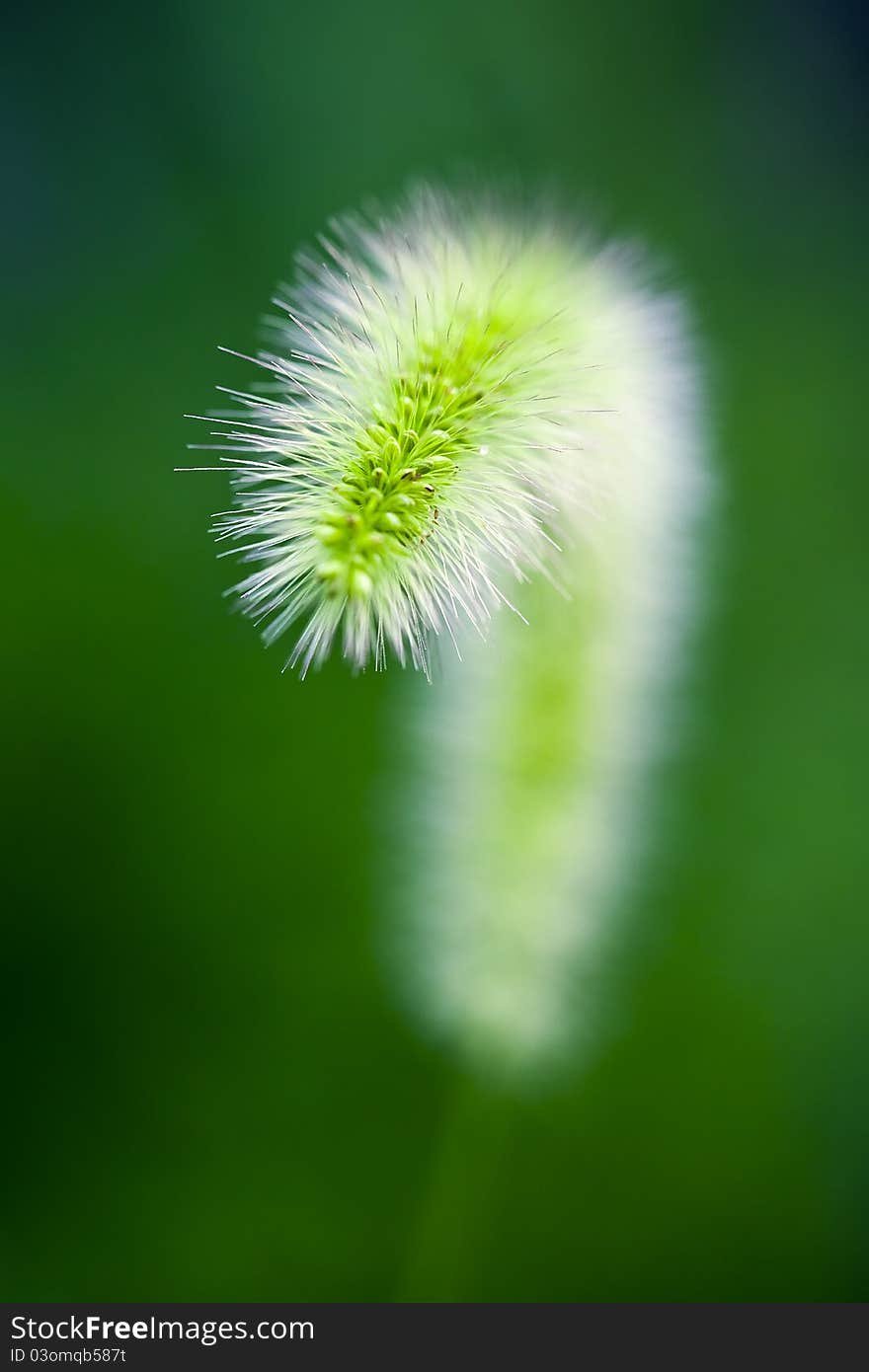 Green nature for a background。. Green nature for a background。