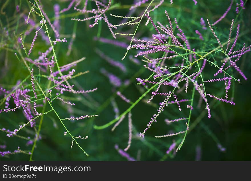 Bare tree branches with purple flowers