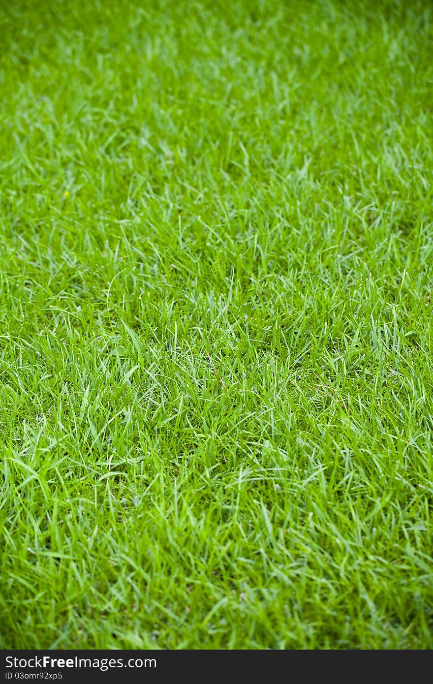 Green grass background like texture