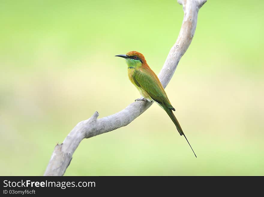 Bird (Green Bee-eater) , Thailand