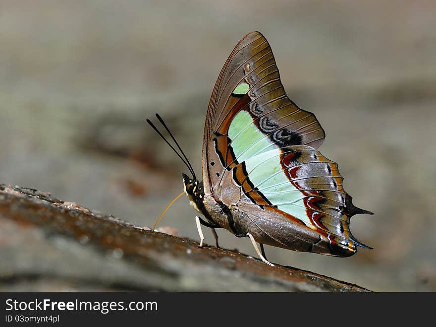 Butterfly (Common Nawab) , Thailand