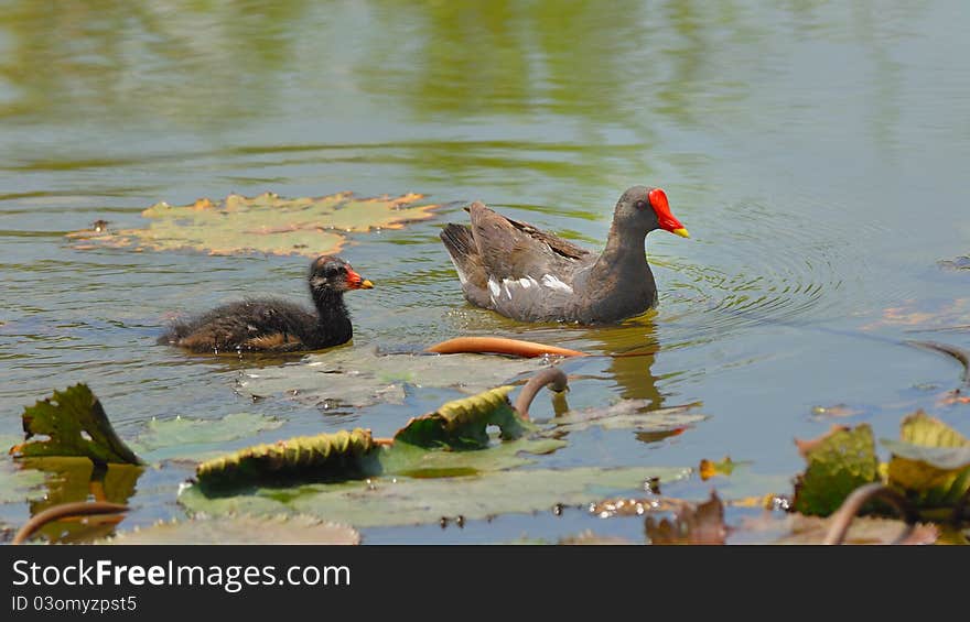 Birds in the natural outdoors. Birds in the natural outdoors