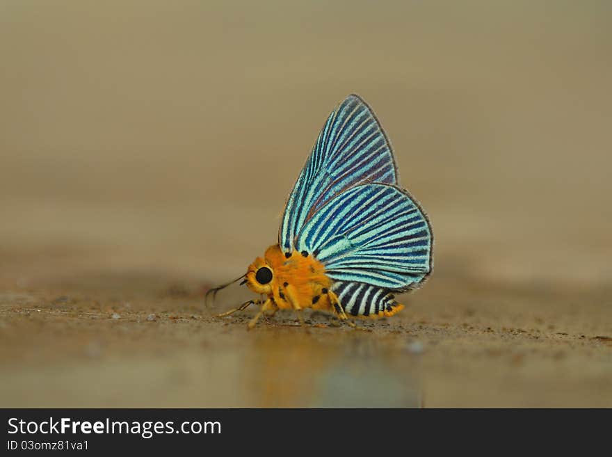 Butterfly in the natural outdoors. Butterfly in the natural outdoors