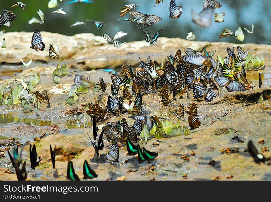 Butterfly in the natural outdoors , Thailand