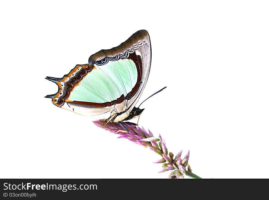 Butterfly (Indian Yellow Nawab) Isolated On White