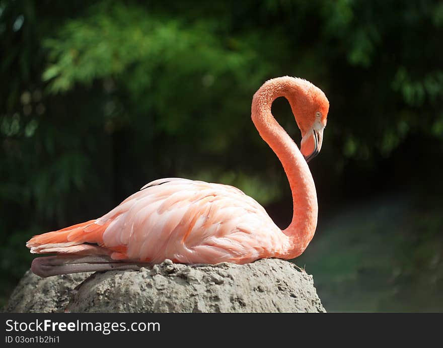 One pink flamingo on the stone