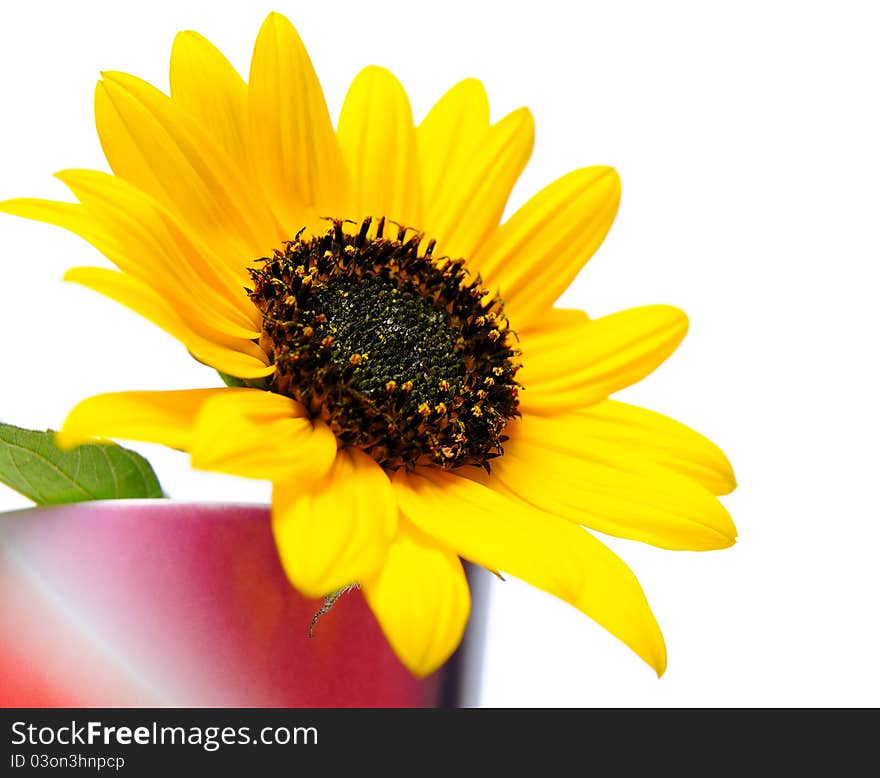 Blossom of a sunflower in a rainbow colored vase over white background. Blossom of a sunflower in a rainbow colored vase over white background