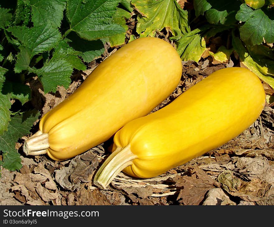 Two ripen marrows