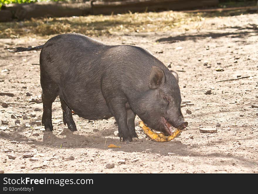 Big black pig Vietnamese outdoors. Big black pig Vietnamese outdoors