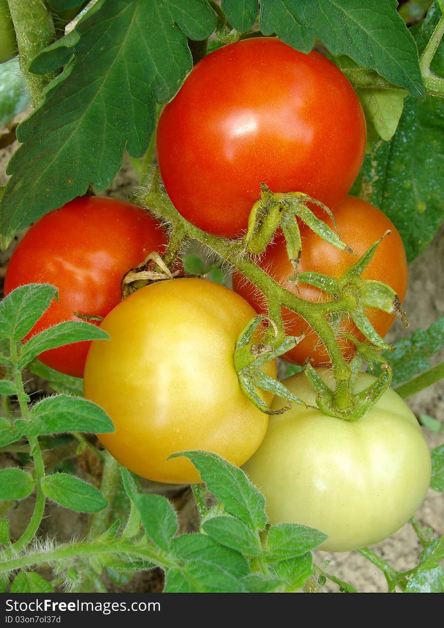 Bunch Of Tomatoes