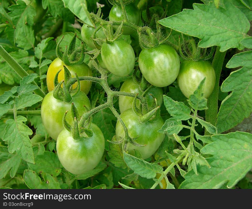 Green tomatoes