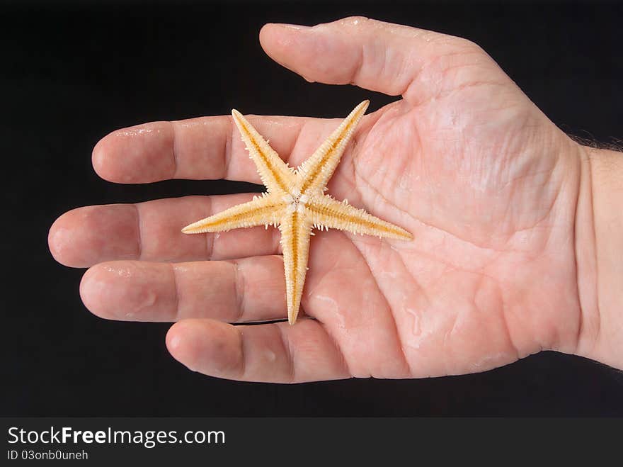 Starfish in the hand of man