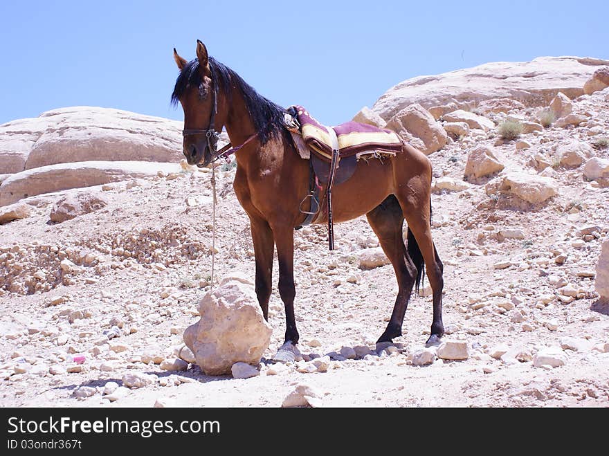 Female Horse Horse in traditional riding gear Brown Horse Traditional cart horse in Jordan Abstract horse awaiting a journey. Female Horse Horse in traditional riding gear Brown Horse Traditional cart horse in Jordan Abstract horse awaiting a journey