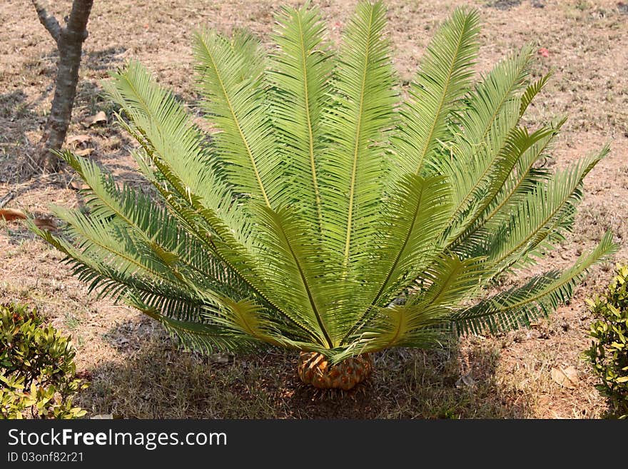 A picture of Prong - a kind of fern that dinosaur - prehistoric animals, eat its leaf as food