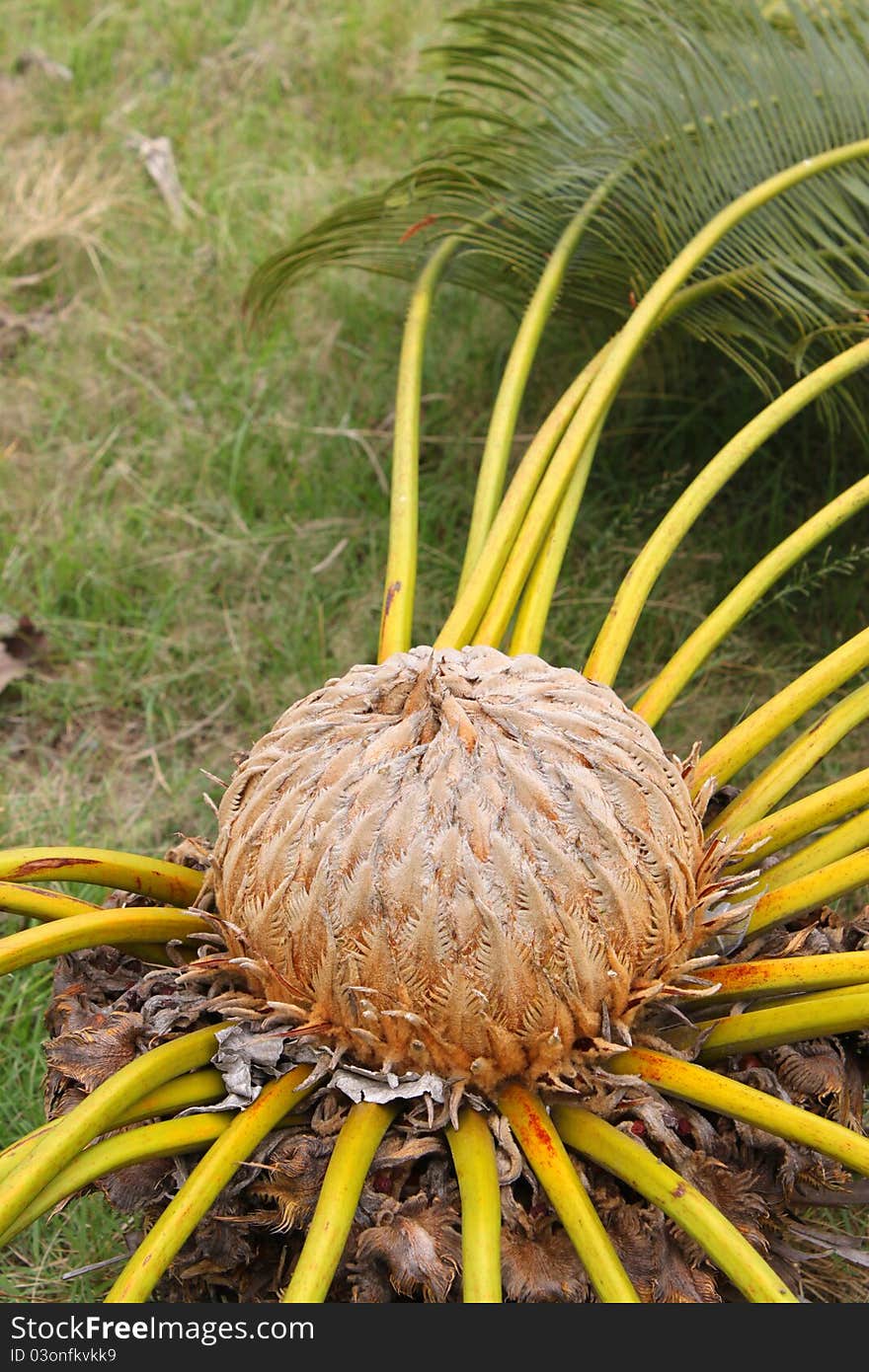 A picture of Prong -  a kind of fern that dinosaur -  prehistoric animals, eat its leaf as food