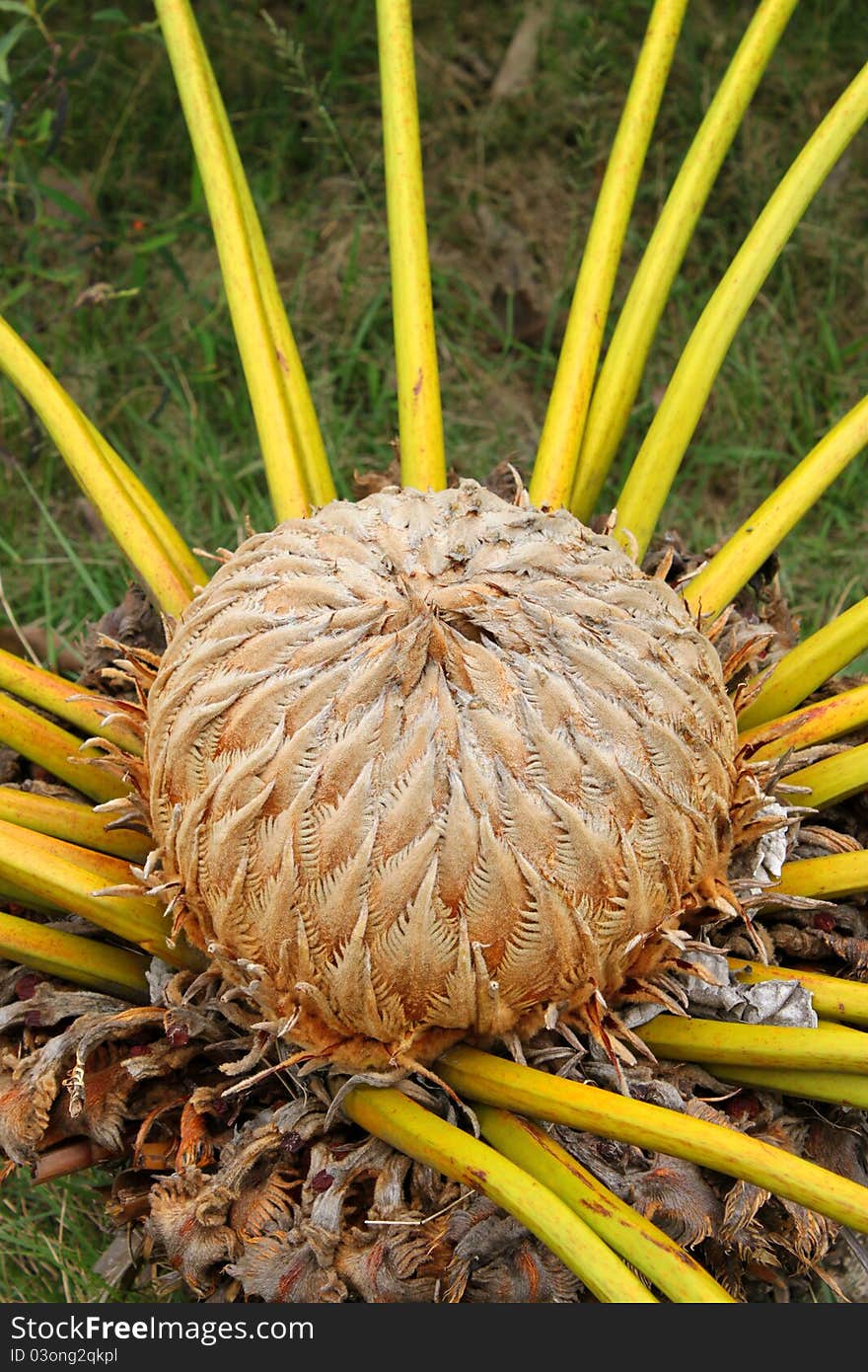 A picture of Prong - a kind of fern that dinosaur - prehistoric animals, eat its leaf as food