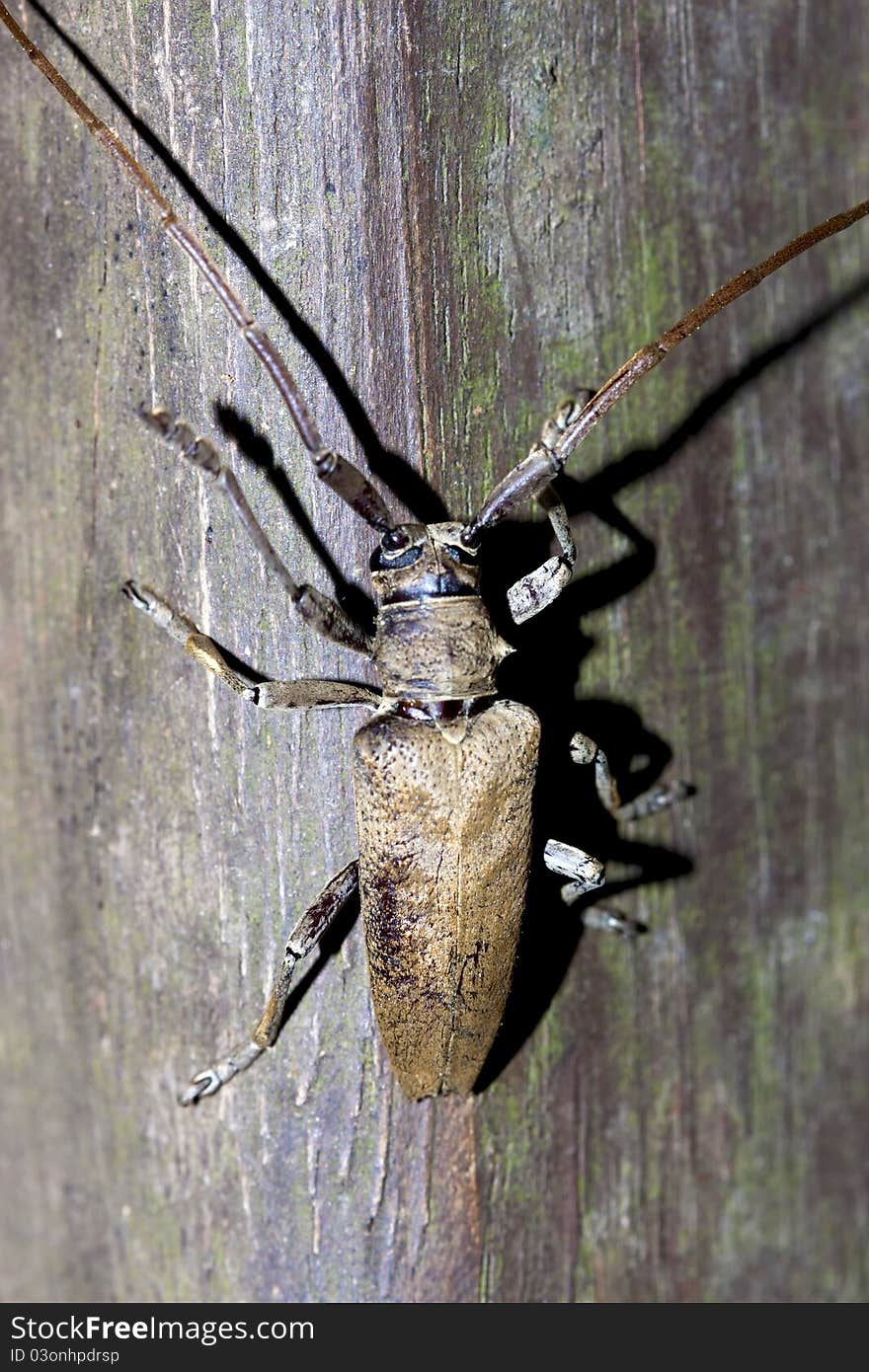 A long-horned beetle stay on wood in summer