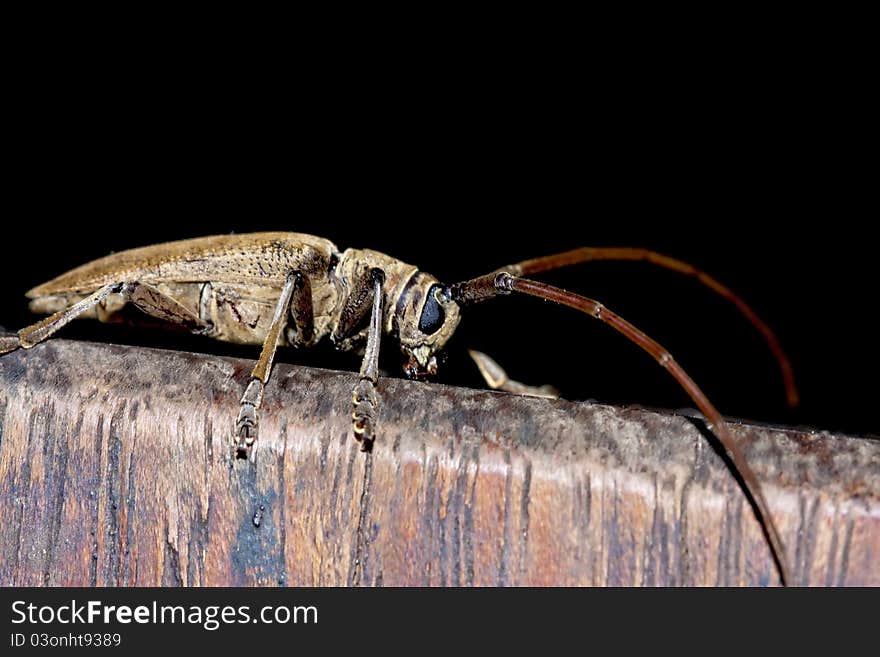 A long-horned beetle stay on wood in summer