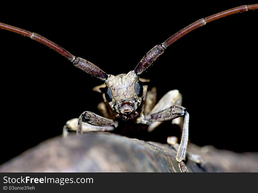 Portrait of a long-horned beetle in a detail