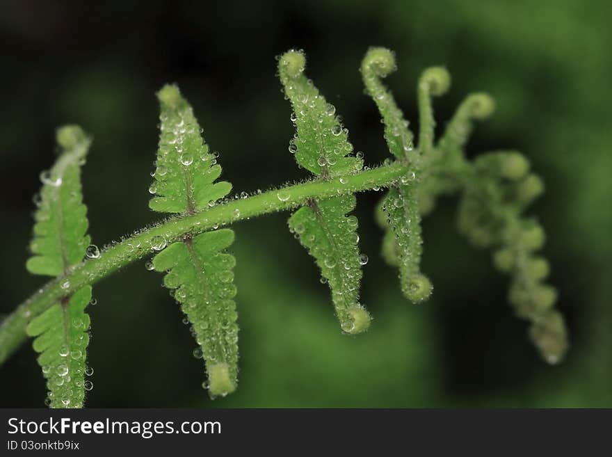 Water dropping on fern. fern is a indicator of biology.