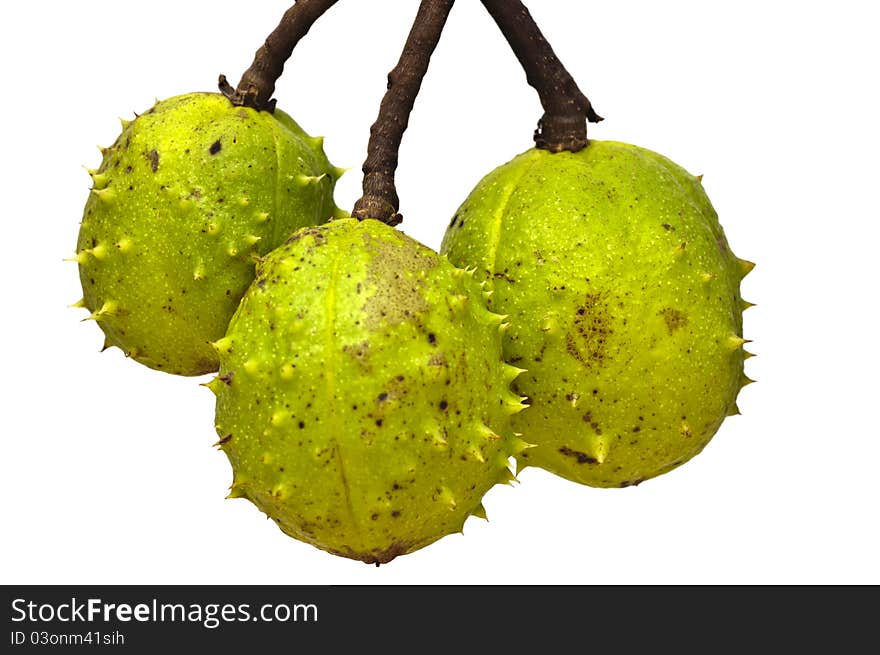 Three spiky green conkers hanging down. Three spiky green conkers hanging down