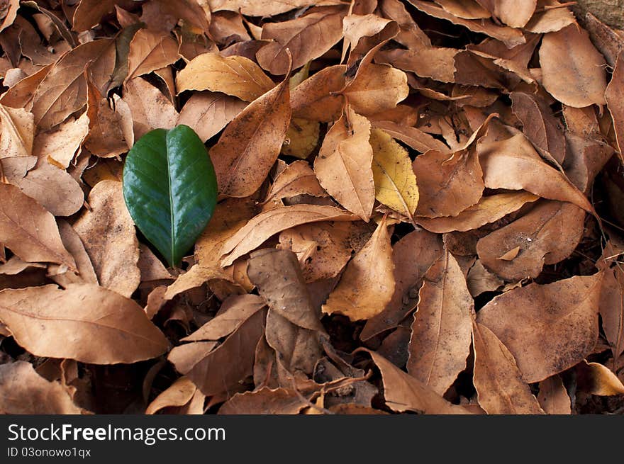 A green leaf on a pile of dead leaves. A green leaf on a pile of dead leaves