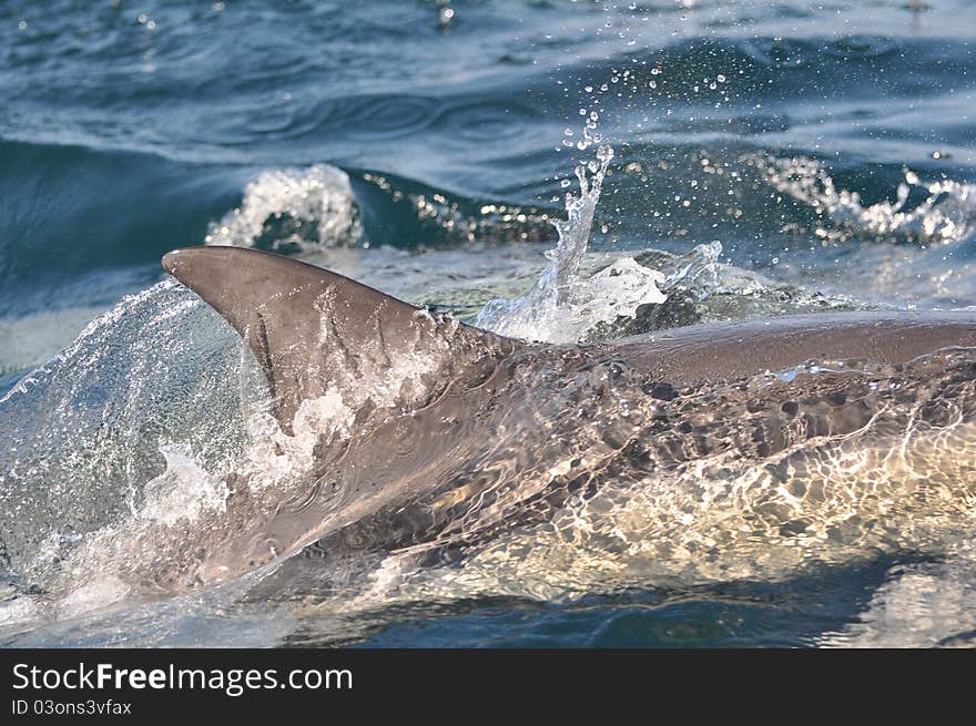 Common dolphin dorsal fin