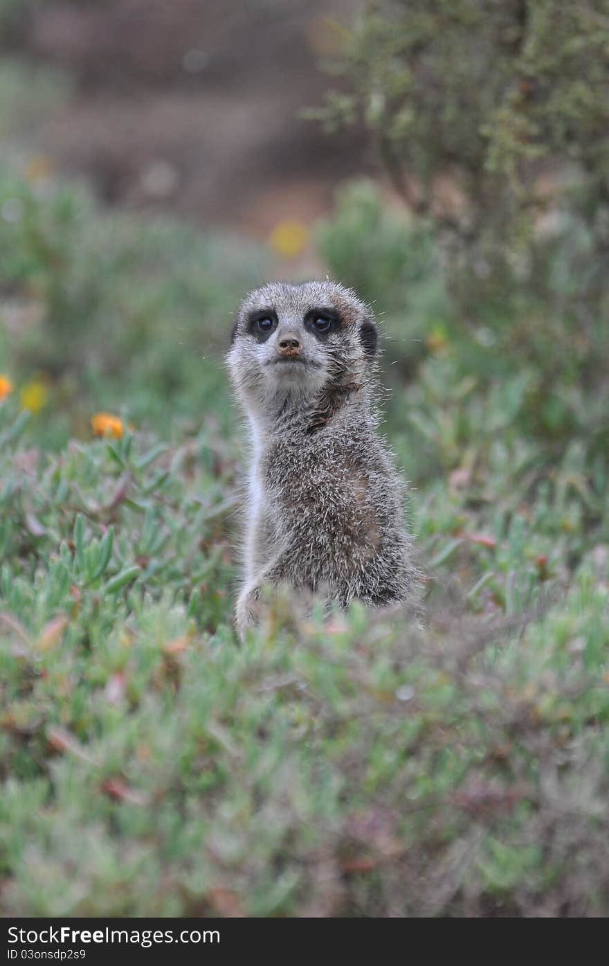 An alert meerkat sentry watching out