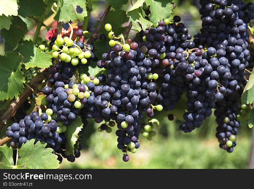 Tasty grapes in the vineyard