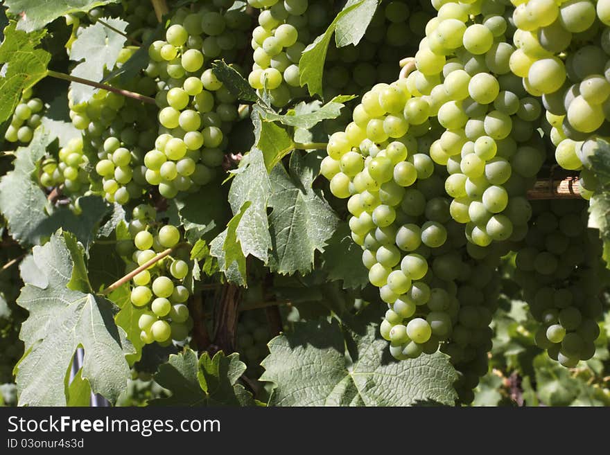 Tasty grapes in the vineyard