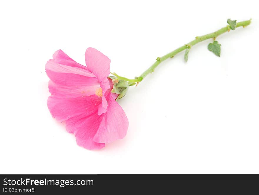 A natural pink hollyhock in gift. A natural pink hollyhock in gift