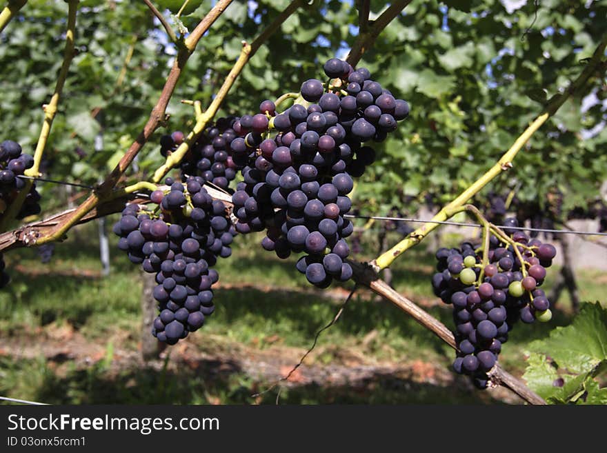 Tasty grapes in the vineyard