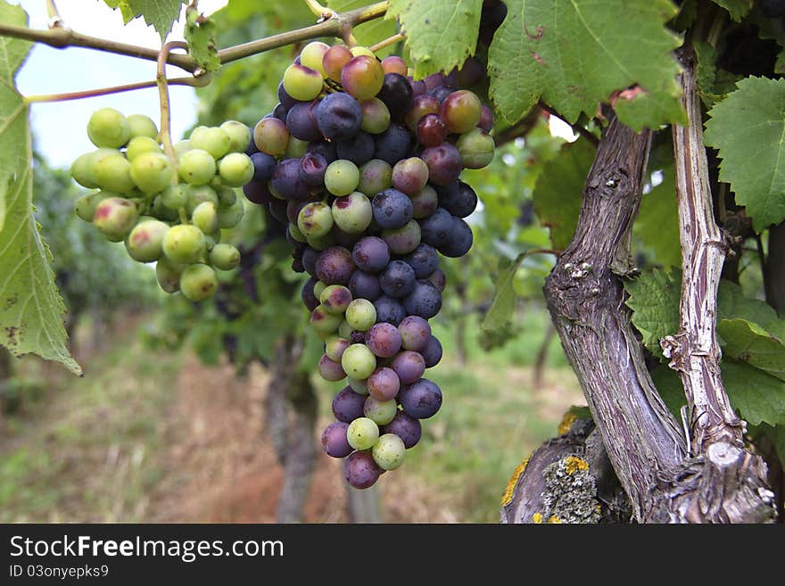 Tasty grapes in the vineyard