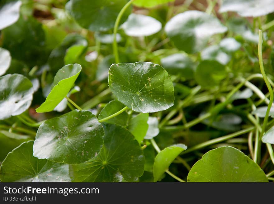 A picture of a beautiful green plant