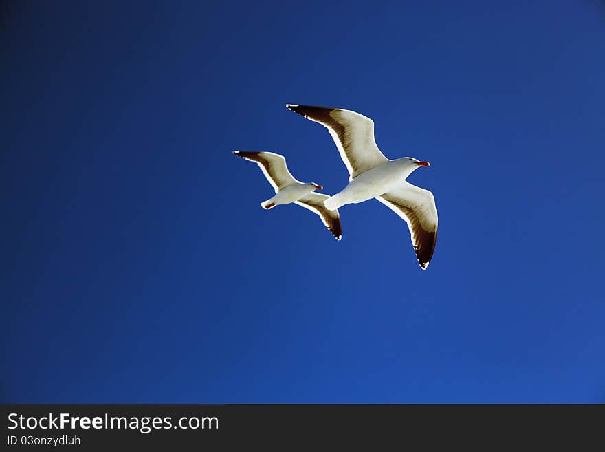 Two seagulls (Larus californicus) fly high on blue sky of San Francisco bay area. Two seagulls (Larus californicus) fly high on blue sky of San Francisco bay area