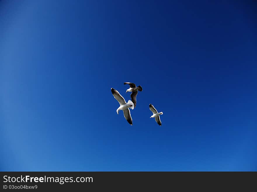 Seagulls of San Francisco