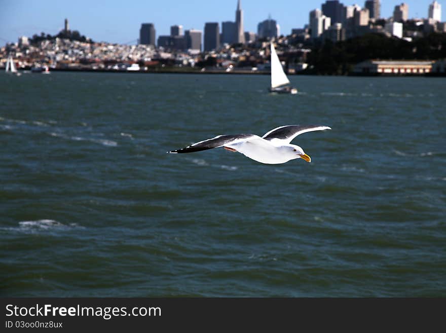 A seagull (Larus californicus) fly crossing sea with San Francisco city as background. A seagull (Larus californicus) fly crossing sea with San Francisco city as background