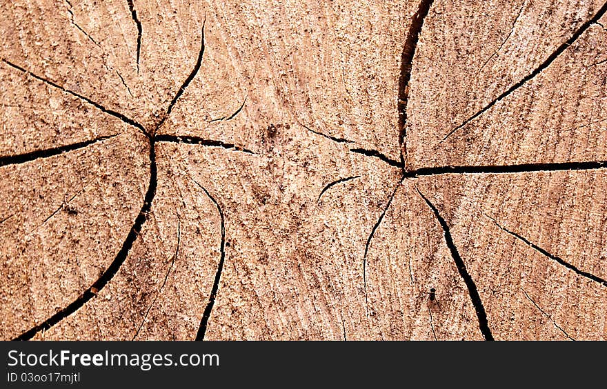 A view of a cut tree. A view of a cut tree