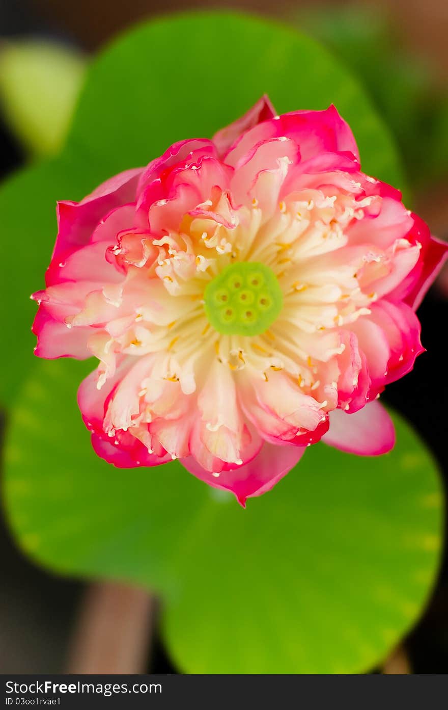 Blooming pink lotus, close up